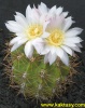 Gymnocalycium achirasense v. chacrasense GN88-117/286 (J) 10s/6